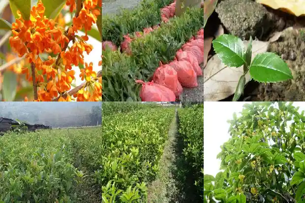 春天桂花几天浇一次水1686789987505