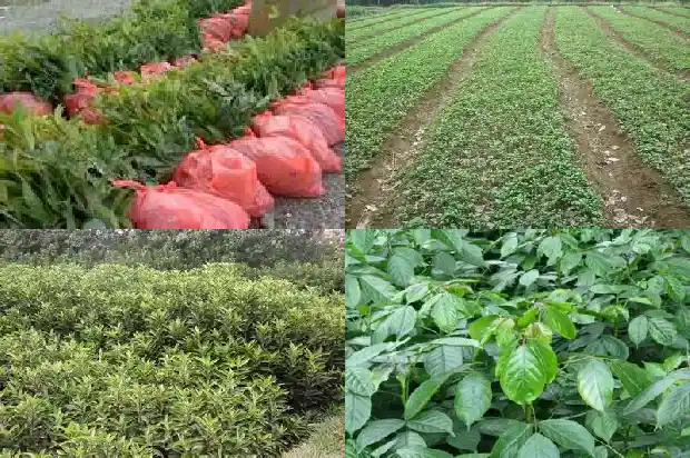 20年的桂花树能卖多少钱一斤1689898793023