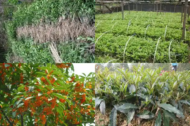 桂花可以和菊花一起泡水喝吗1689035175300