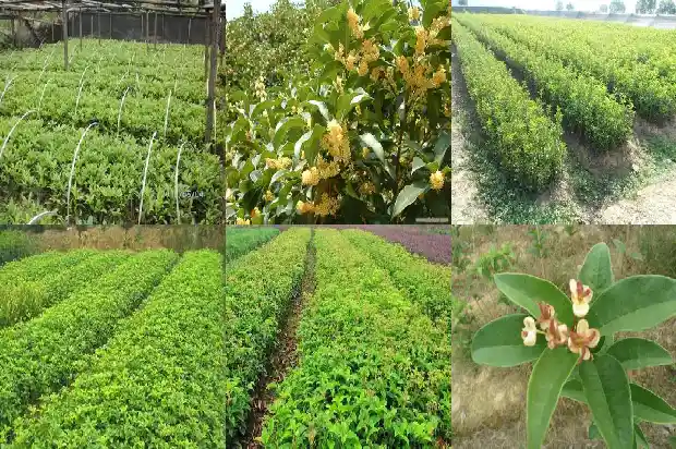 桂花苗移栽时间是几月份1686790012727