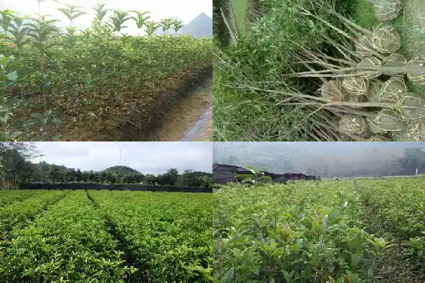 桂花苗移栽时间是几月份1686790012775