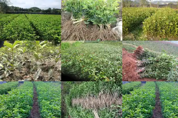 桂花最佳移栽时间1686790020140