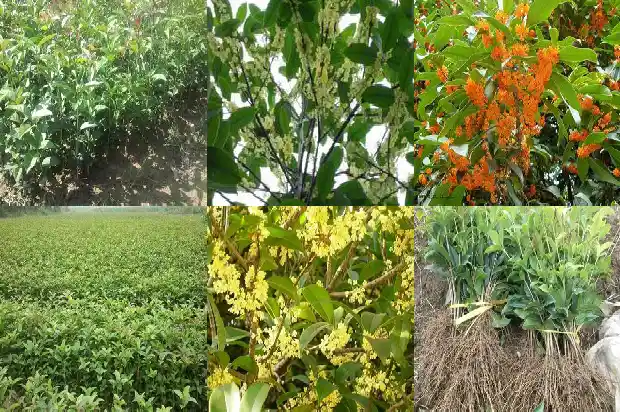 桂花夏天移栽后多久成活率高1686790032338