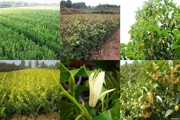 夏季移栽桂花树多久能生根1686790044244