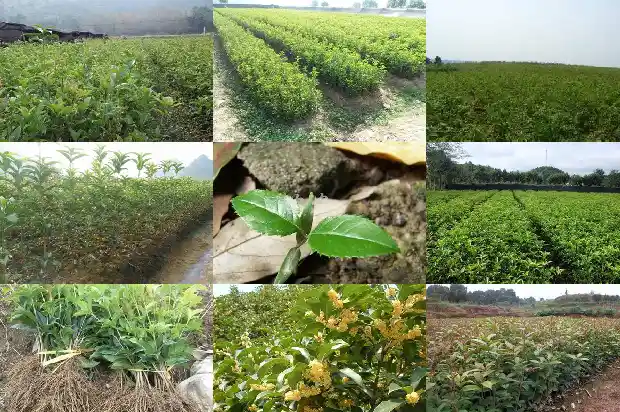 夏季移栽桂花树多久能生根1686790044290