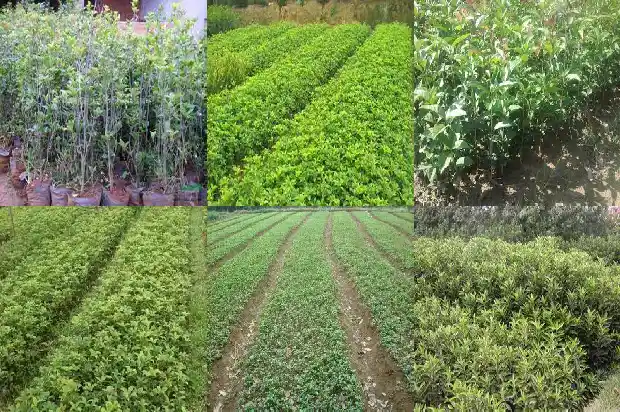 夏季移栽桂花树多久能生根1686790044337