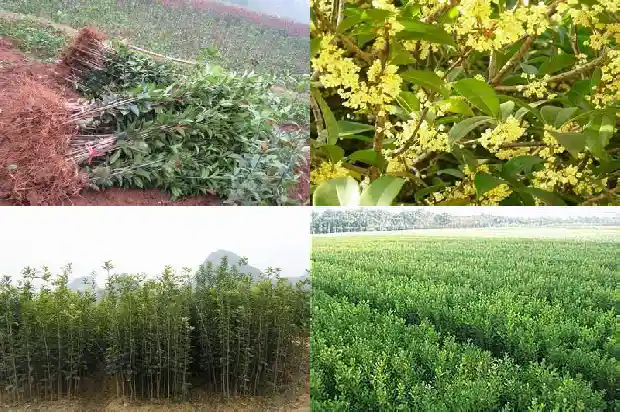 夏季移栽桂花树多久能生根1686790044384