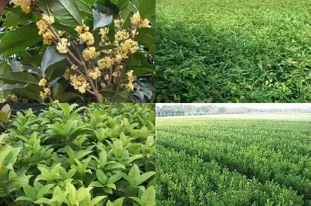 小桂花树什么时候移栽最好1686790054352