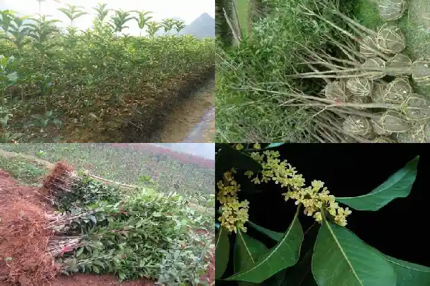 桂花需要酸性土壤吗1688607538187