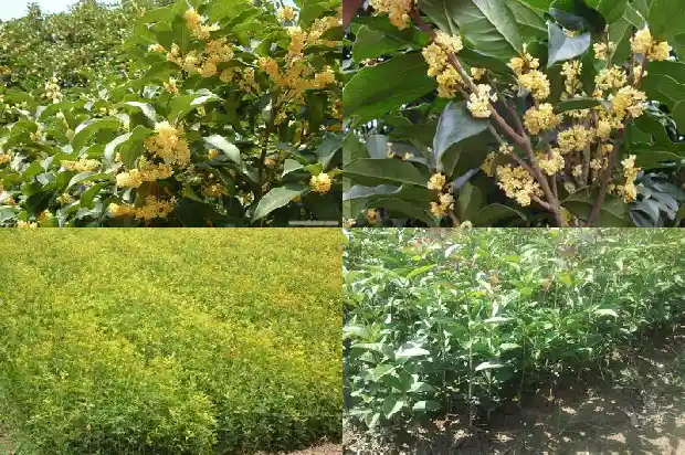 小桂花树什么时候移栽最好1686790054448