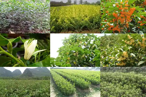 桂花移植缓苗多久开花1686790065897