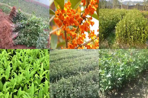 哪种桂花树最好看1690331651650