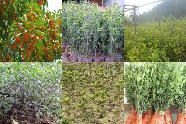桂花移植缓苗多久开花1686790066040