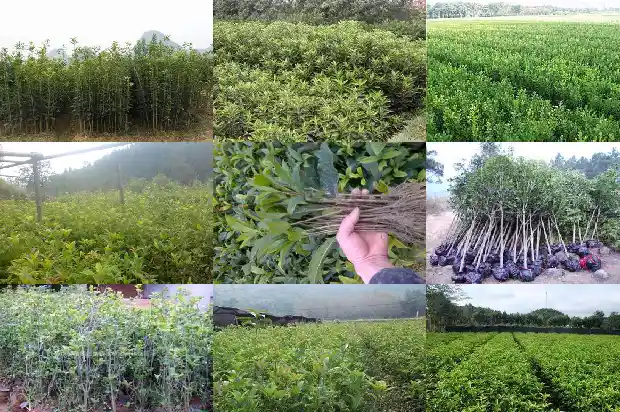 桂花移植缓苗多久浇水1686790077818