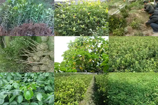 桂花移植缓苗多久浇水1686790077865