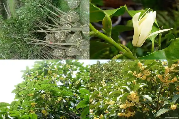 一般桂花树价格多少1689640383856