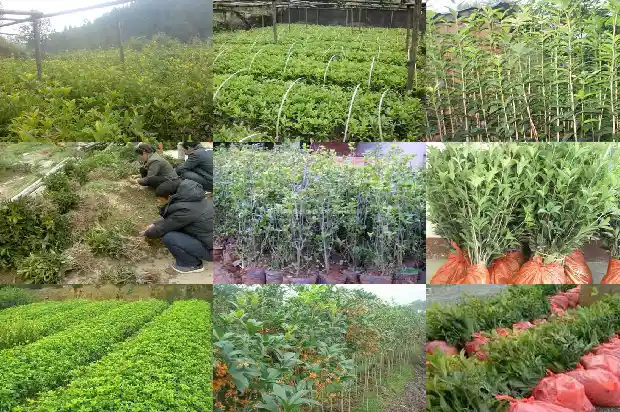 新种桂花树多久缓苗1686790087474