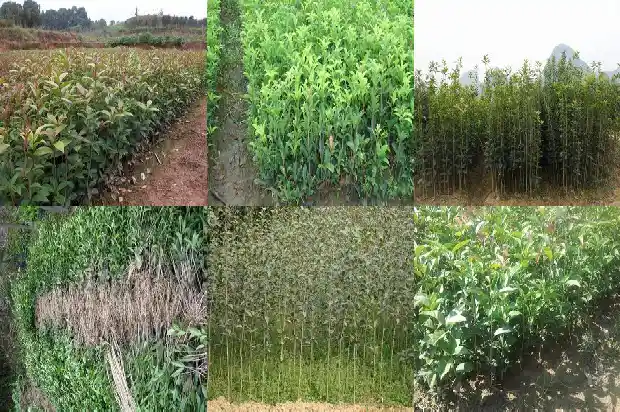新种桂花树多久缓苗1686790087522