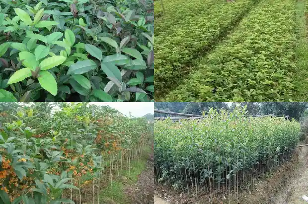 桂花树苗多少年可以开花结果1686790097311