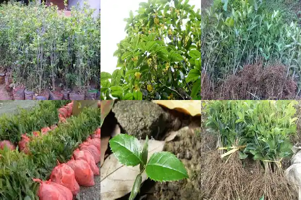 桂花苗移栽后缓苗多久开花1686790109079