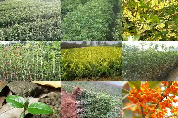 桂花苗移栽后缓苗多久开花1686790109127