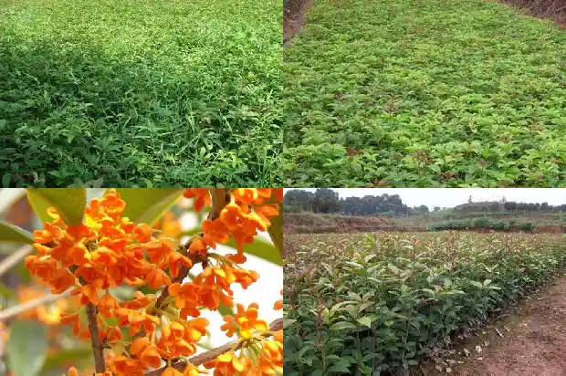 桂花苗移栽后缓苗多久可以移栽1686790116833