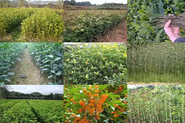 桂花种子育苗后需要多久可以开花结果1686790124489