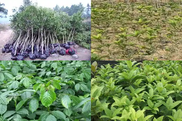 桂花用种子繁殖多久能开花1686790136213