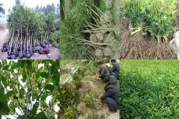 桂花盆栽几年苗开花结果1686790156219