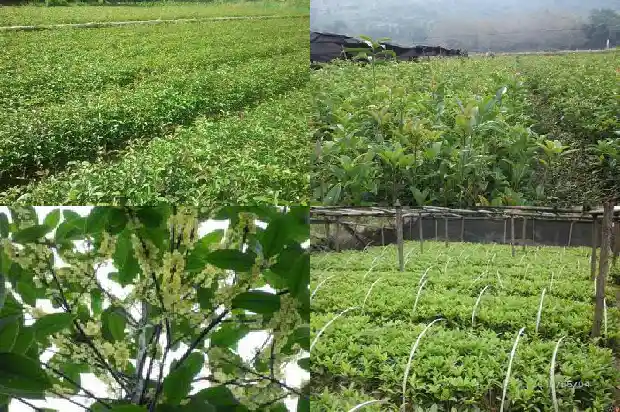 盆栽桂花几年能开花1686790166377