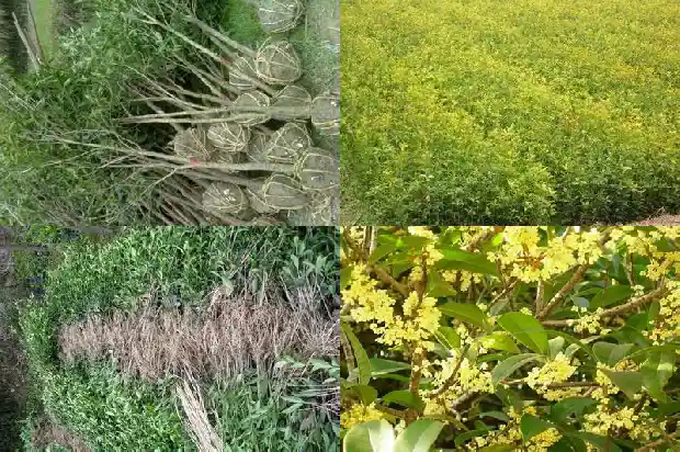 盆栽桂花几年能开花1686790166470