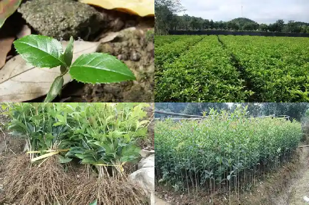 桂花苗多久能长大叶子呢1686790178670