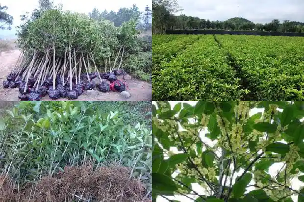 桂花苗多久能长大叶子呢1686790178715