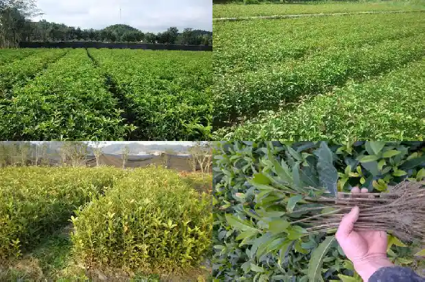 高杆桂花树价格和开花怎么样区别1689838375035