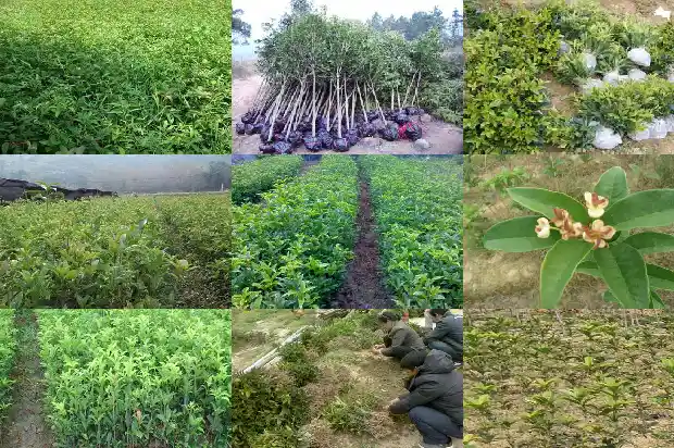 桂花苗多久能长大根子1686790188523