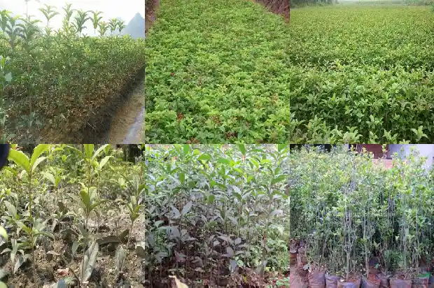 六年桂花树应有多高1690763476442