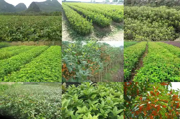 桂花实生苗和嫁接苗哪个好1686790229688