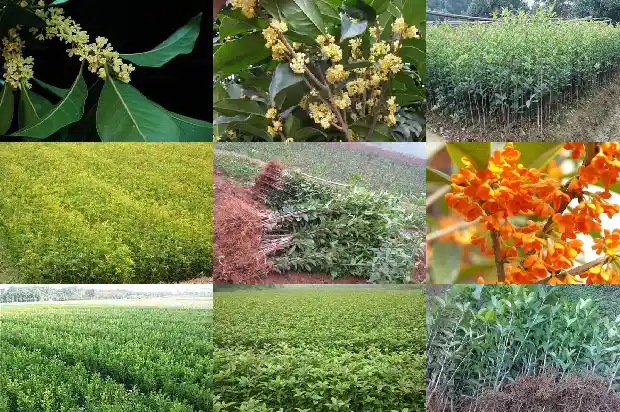 北方可以养桂花吗?1688792811702