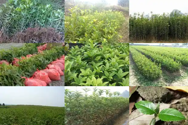 桂花三年苗开花吗有毒吗1686790237393