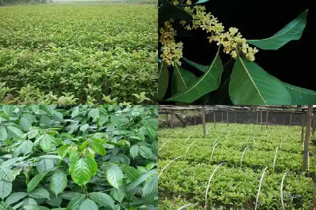 桂花三年苗要用多大的盆养1686790245297