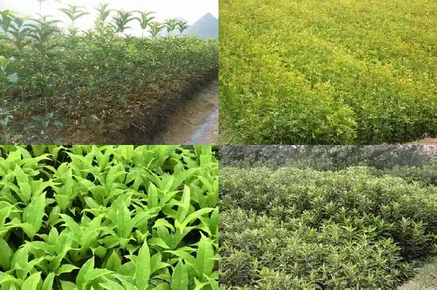 桂花三年苗要用多大的盆养1686790245345