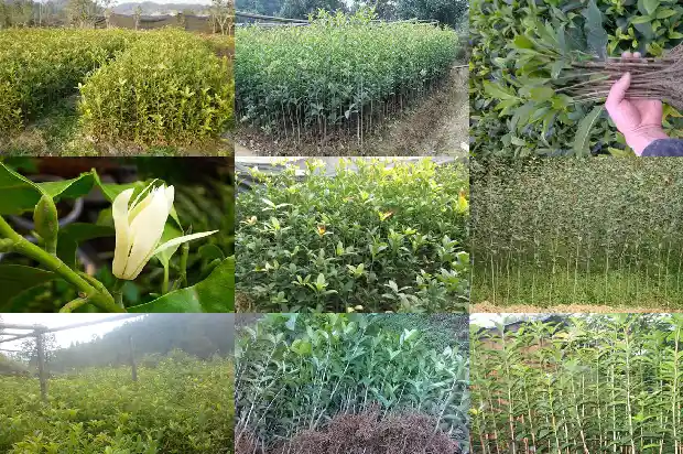 桂花几年苗最好养活1686790257366