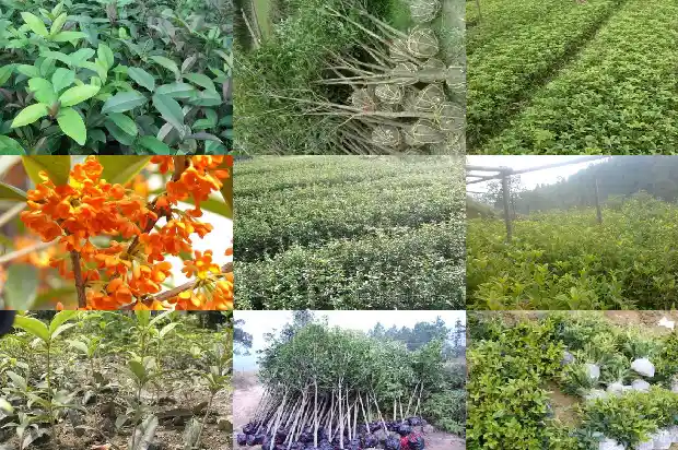 桂花2年苗有多粗1686790279534