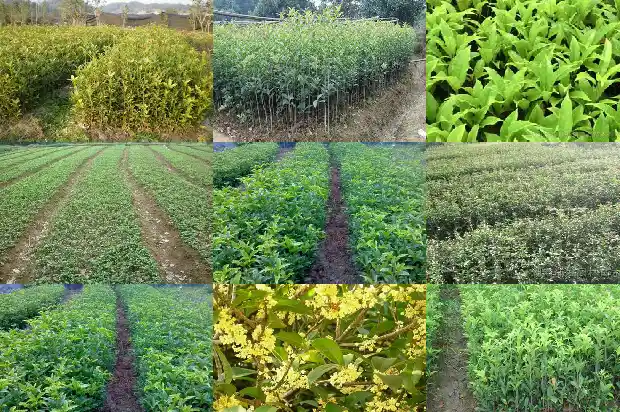 桂花树在陕北可以种植吗1688792750772