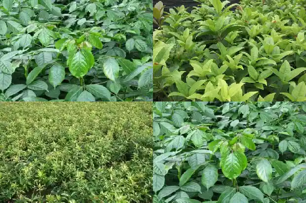 桂花扦插苗寿命有多长1686790320967