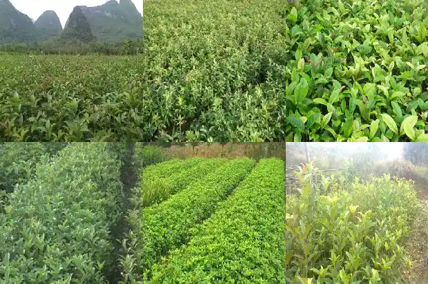 桂花插扦方法几天活1686790340636
