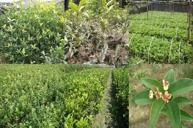 插扦桂花树枝多久能生根1686790352574