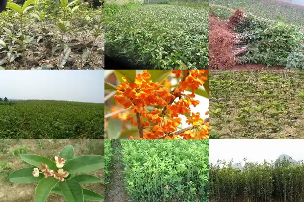 桂花插扦多久开花结果1686790362443