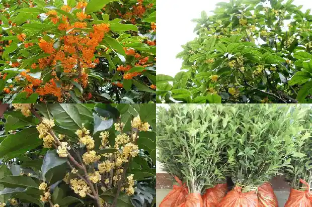 20公分桂花树要长几年才能开花1690072460960