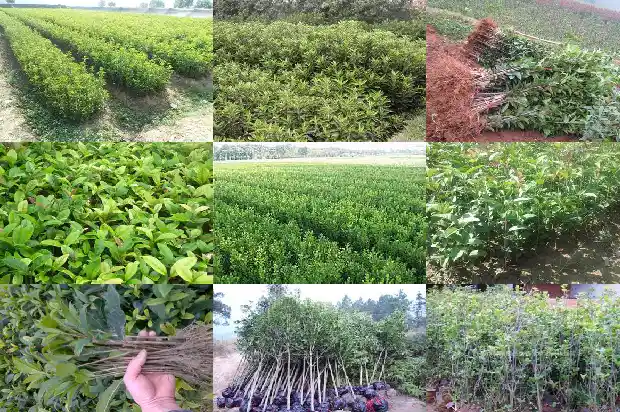 桂花土壤用酸性还是碱性1690850137533